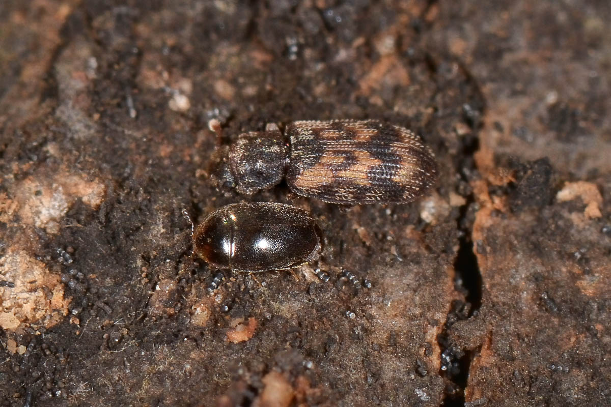 Zopheridae: Synchita sp.
